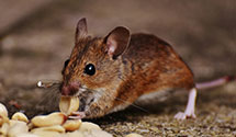 24 Hour & Emergency Exterminators in Pottstown, IL
